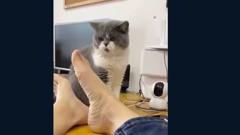 cats funny Change your mod 2021