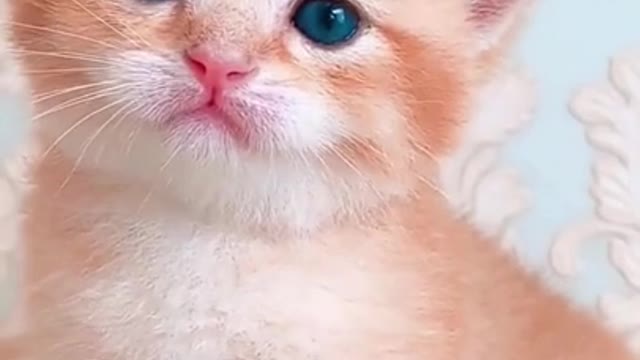 Cute orange kitten