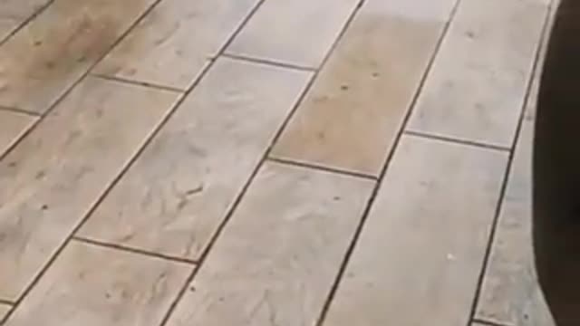 Jumping new born...