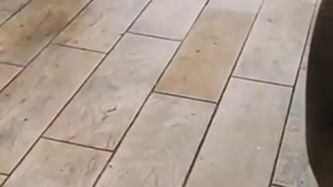 Jumping new born...