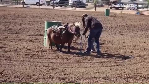 Collab copyright protection - boy falls off riding mini horse