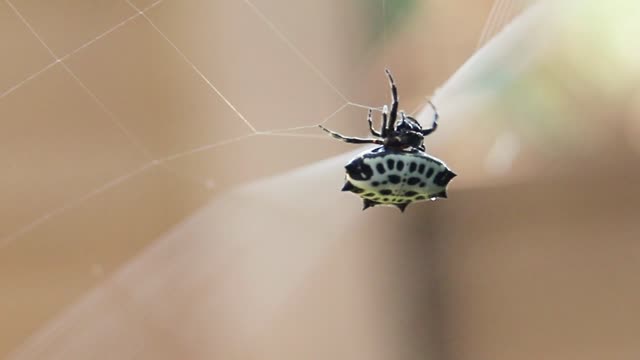 Spiny Orbweaver Working On Her Web.