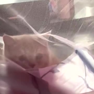 The missile was launched