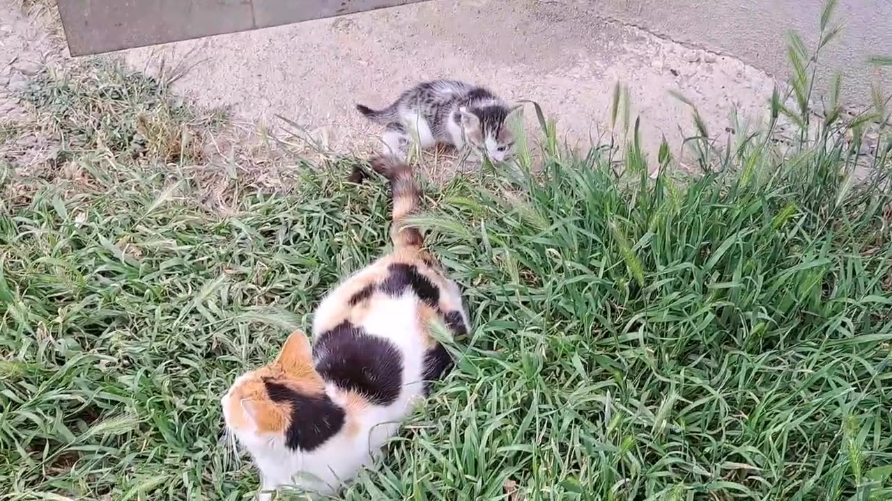 Beautiful and cute little kittens are walking in the garden