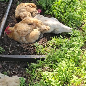 OMC! Chickens on vacation - Hens on Holiday - Dirt Bathing Relaxation #chickens #relaxation #shorts