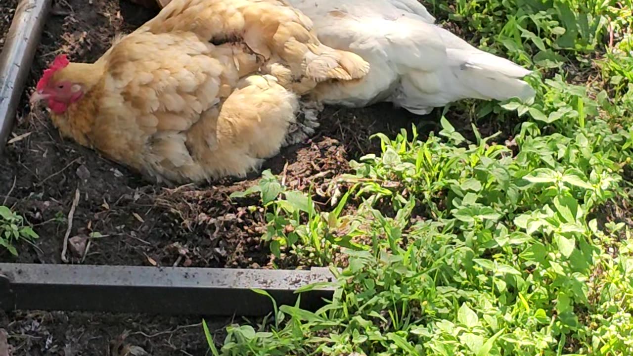 OMC! Chickens on vacation - Hens on Holiday - Dirt Bathing Relaxation #chickens #relaxation #shorts