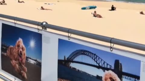 Dogs video❣️ best dogs