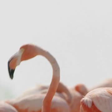Filming flamingos for #PlanetEarth3 🦩