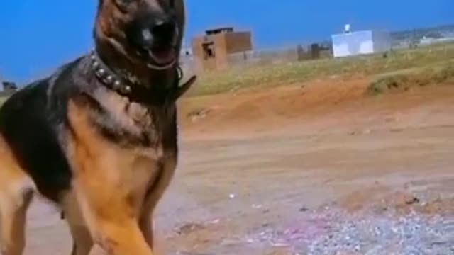 German Shepherd Dog in Playing Mode - German Shepherd Dog Highlights