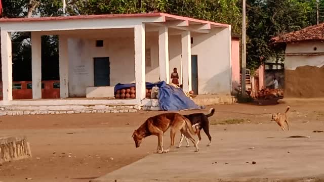 Villege deshi mental dog video