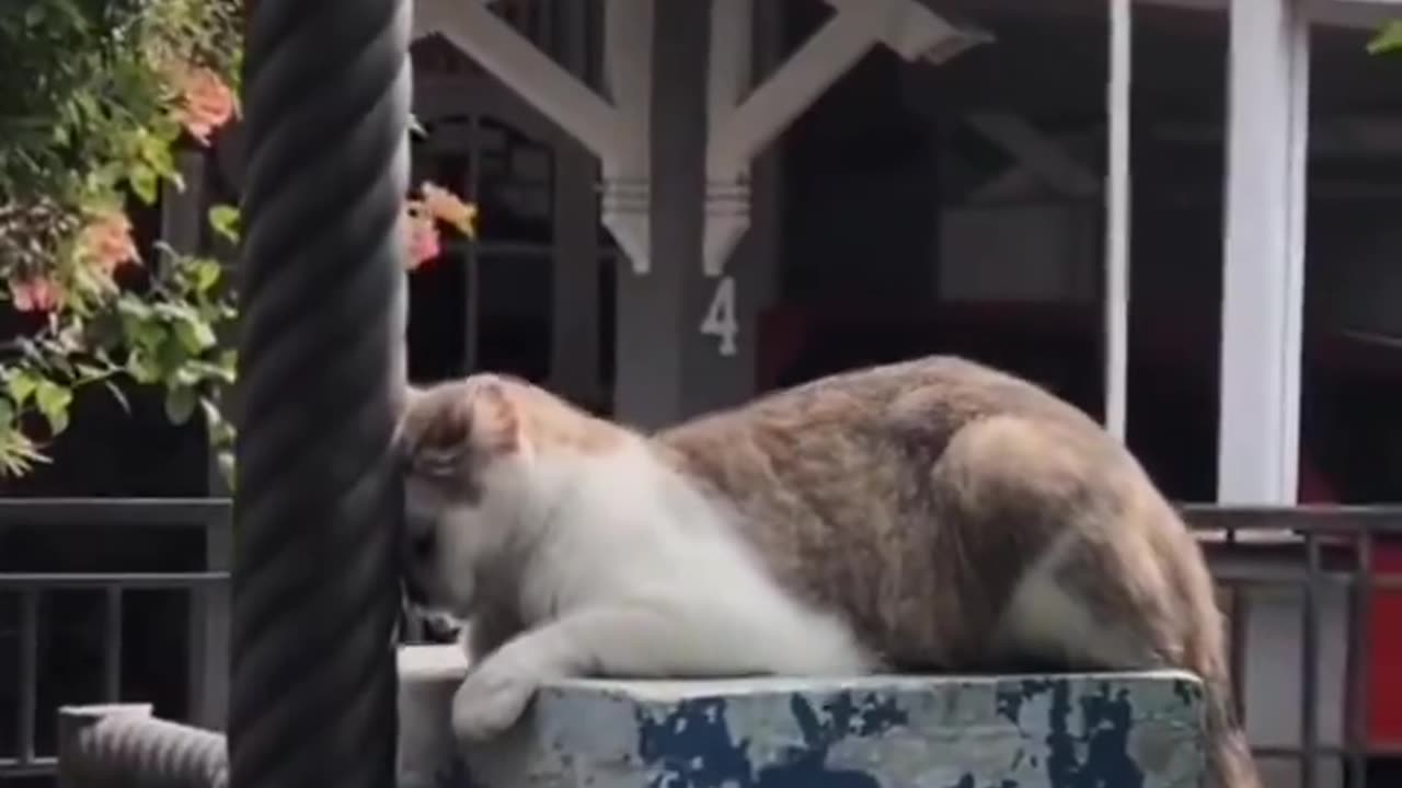 Cat resting in a strange place