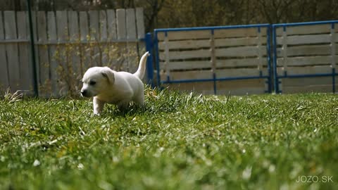 Cute Puppy {Playing Backyard] 4k