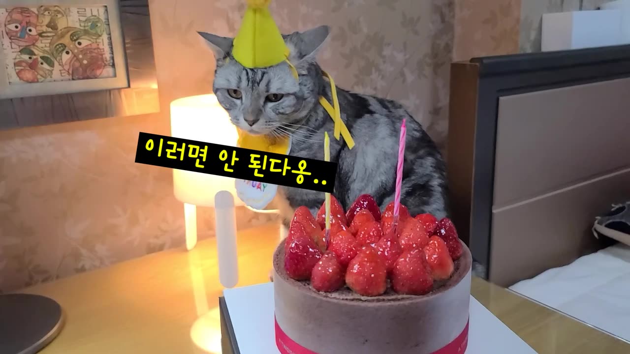 my cat's birthday