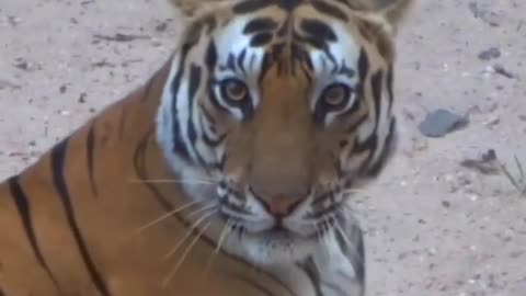 Lion video animal funny