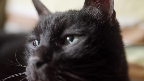 Close-up Footage Of A Black Cat