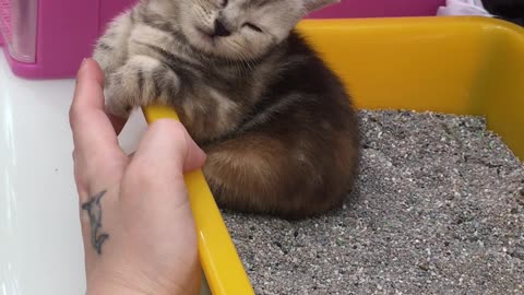 Cute Kitten Sleeps In A Strange Space