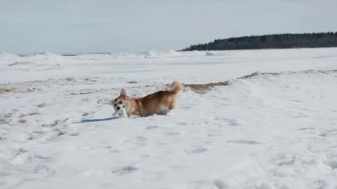 Corgi Dog