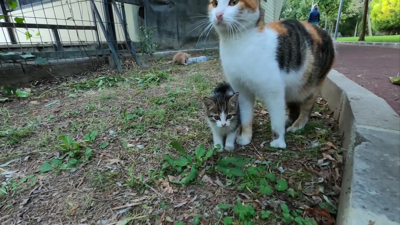 Kitten asking milk from her mommy