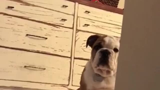 Stubborn bulldog puppy refuses to go down stairs