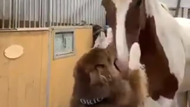 Cachorro melhor amigo do cavalo