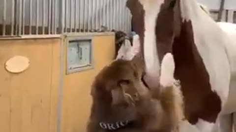 Cachorro melhor amigo do cavalo