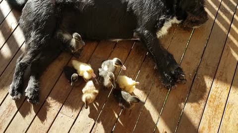 Black dog with ducks on back