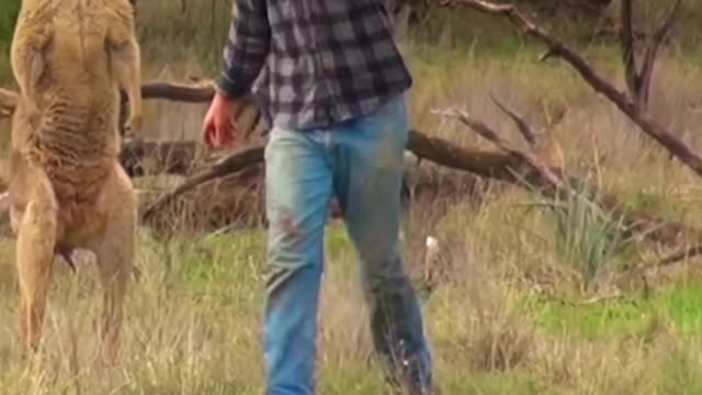 Man boxes kangaroo to save his dog