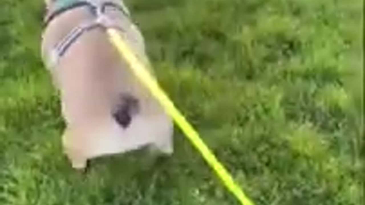 Funny Animal Videos_ Funny Animals _ Try not to laugh Shorts