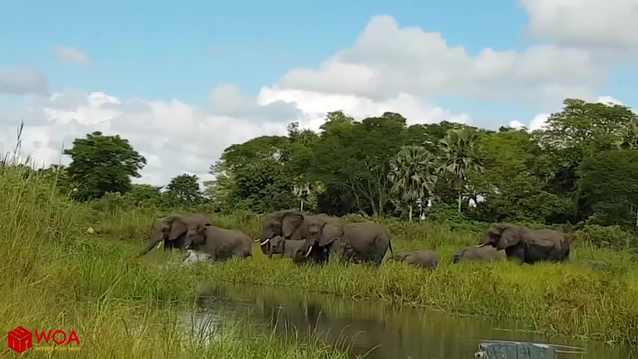 Amazing Elephant saves baby from getting eaten