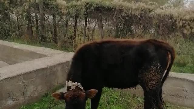 Cow calves