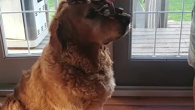 Best Dog Ever Balances INSANE Amount Of Treats On Snout