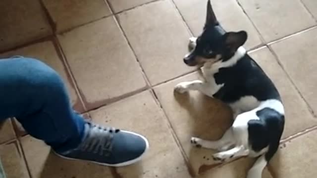 Look what the dog did badly with the Sera boy's leg that he deserved?