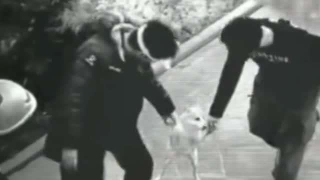 Dog dancing with two strangers and shocked !!!