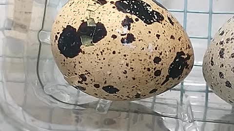 Quail hatching