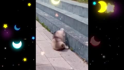 Cute and Funny Dogs are loved by all ages
