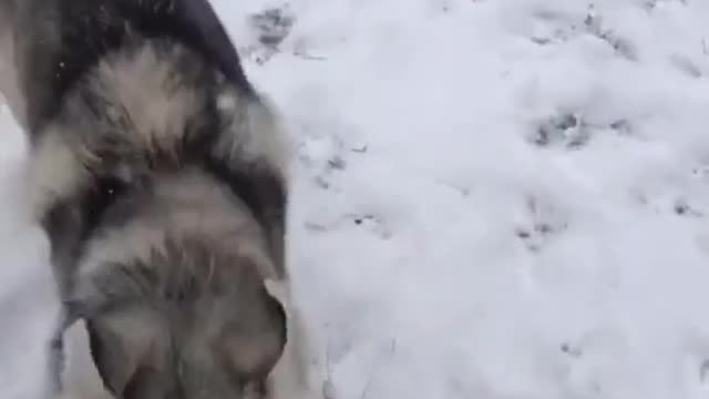 Blind dog rushes to enjoy snow strom
