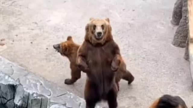 Bear jumped to the beat