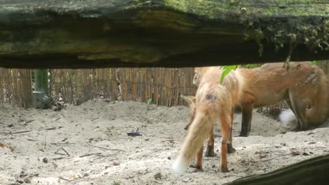 Unexpected Battle of the Beasts: Red Fox vs. Giant Grasshopper