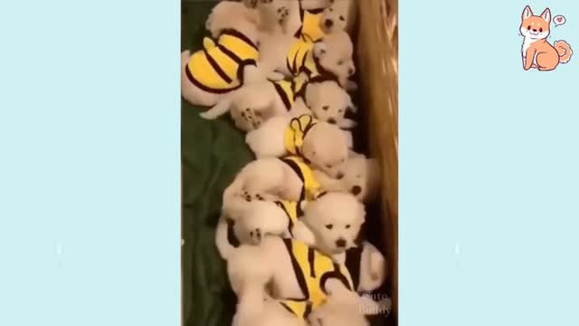 Cute Puppies Doing Cute Things To Make You Laugh PART4