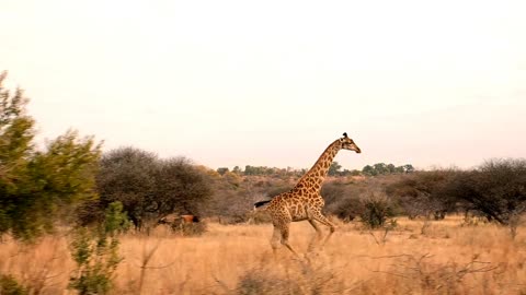 A giraffe running in nature field