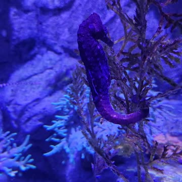 Seahorse at Dallas TX at the Sea Life Aquarium