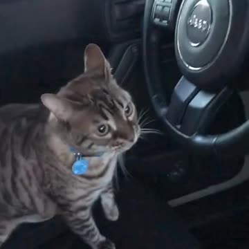 Cat driving car and use sunglass-#shorts#