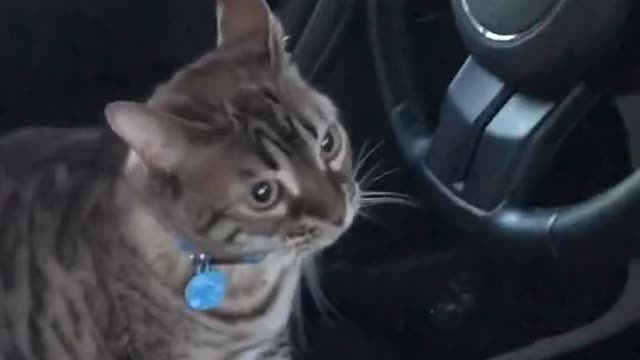 Cat driving car and use sunglass-#shorts#