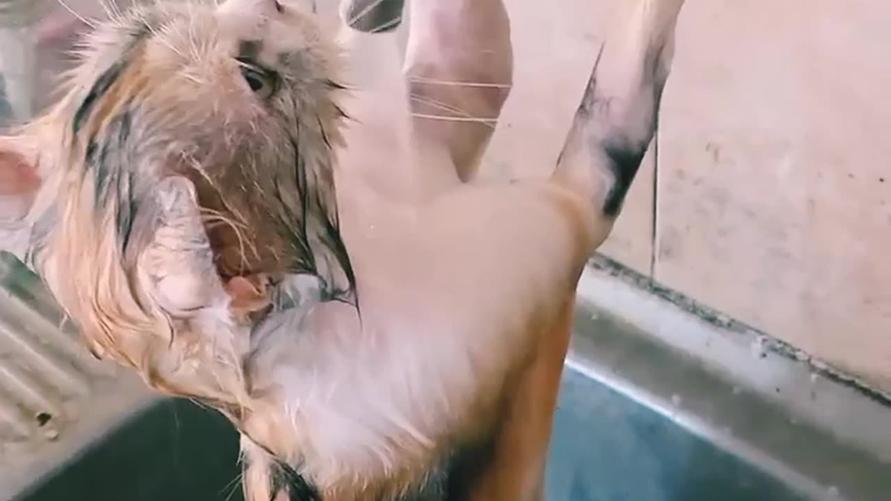 Cat taking bath like human