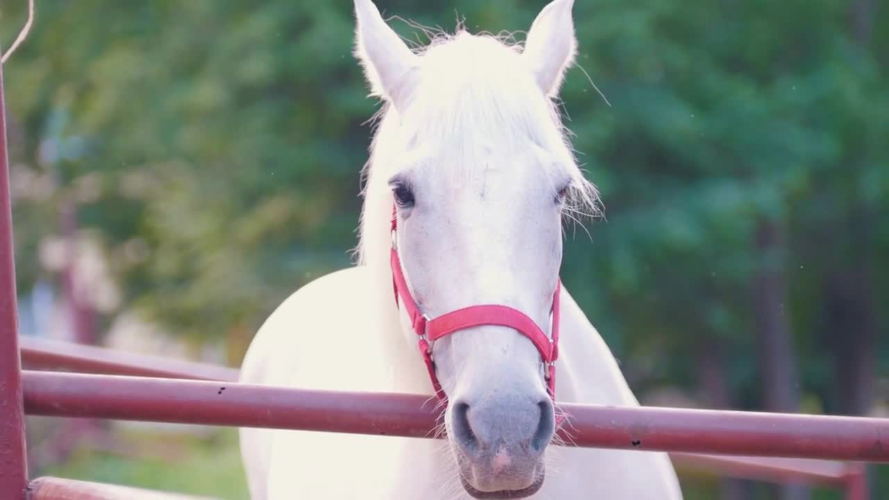 Portrait of white horse standing over the fence