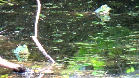 Bullfrogs