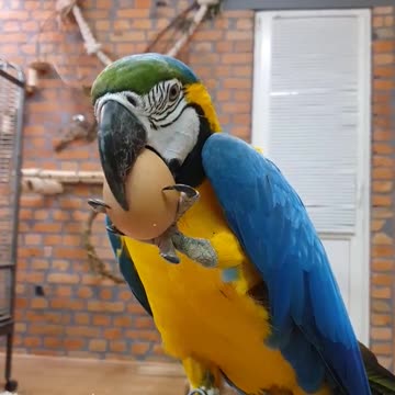 What if you give Macaw parrot egg