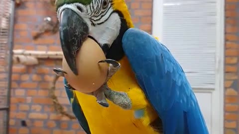 What if you give Macaw parrot egg