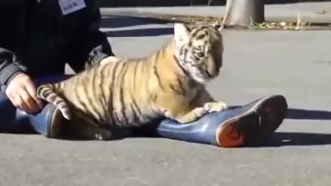 BABY TIGER... VERY CUTE 💗Lovely Cute Pets And Funny Animals Compilation 💗