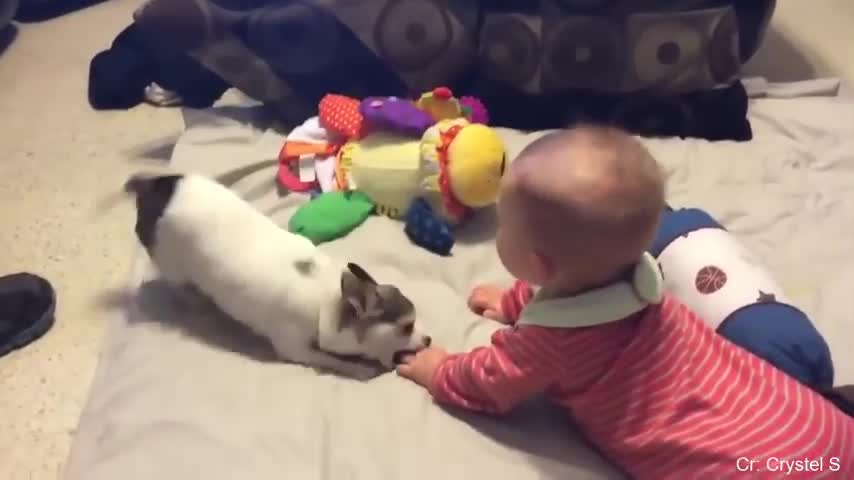 Baby plays with dog.